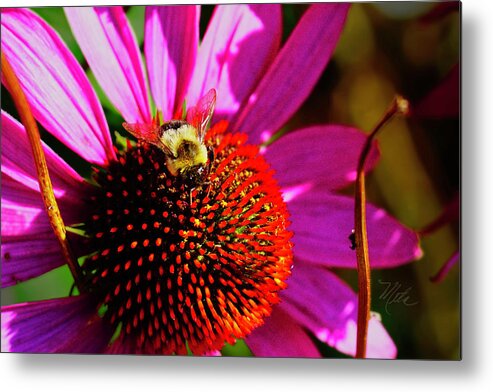 Macro Photography Metal Print featuring the photograph Bee on Cone Flower by Meta Gatschenberger