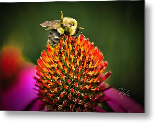 Bee Metal Print featuring the photograph Bee On Red Cone Flower by Meta Gatschenberger