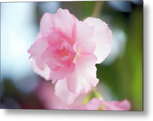 Petal Metal Print featuring the photograph Begonia Sakura-color by I Love Photo And Apple.