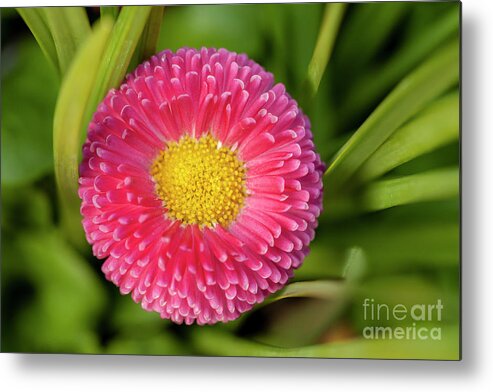 Spring Metal Print featuring the photograph Bellis daisy flower close up in spring time by Simon Bratt