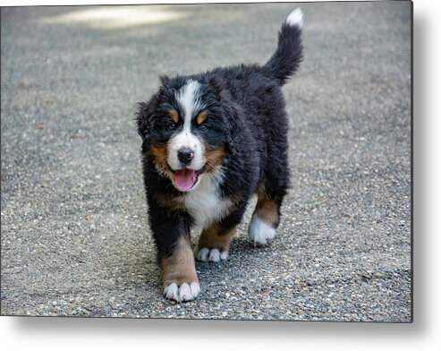 Dog Metal Print featuring the photograph Bernese Mountain Dog Puppy 2 by Pelo Blanco Photo