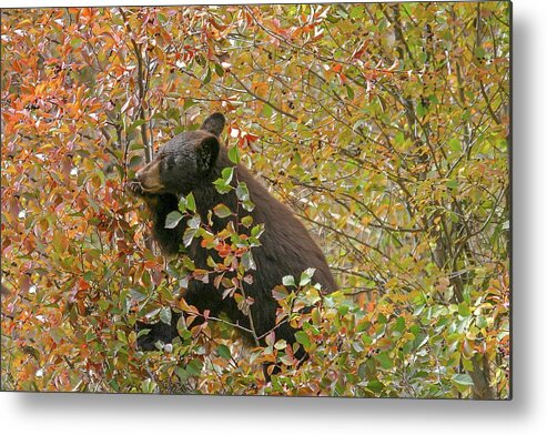 Bears Bear Black Animals Wildlife Cute Grand Metal Print featuring the photograph Berries Galore by Ronnie And Frances Howard