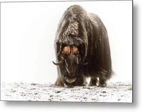 Wild Metal Print featuring the photograph Between The Fog And Frost by Giuseppe D\\'amico