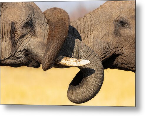 Elephant Metal Print featuring the photograph Big Hug by Alessandro Catta