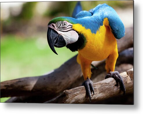 Tropical Rainforest Metal Print featuring the photograph Big Parrot by Fds111