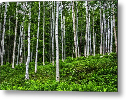 Tree Metal Print featuring the photograph Birch Stand by Ray Silva