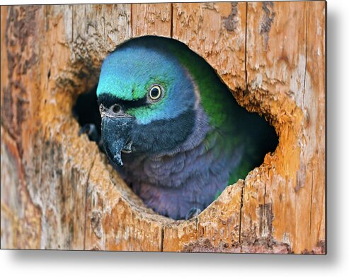 Animal Themes Metal Print featuring the photograph Bird In Hole by Picture By Tambako The Jaguar