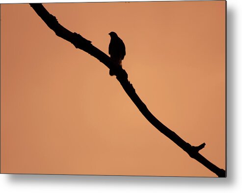 Bird Metal Print featuring the digital art Bird on a Branch by Geoff Jewett