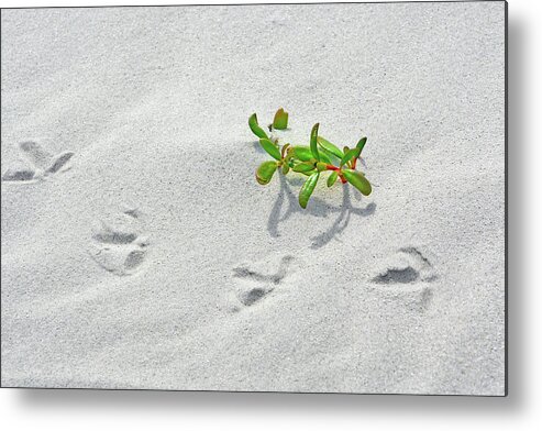 Bird Tracks Metal Print featuring the photograph Bird Tracks and Plant by Jerry Griffin