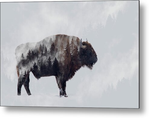 Bison Metal Print featuring the photograph Bison - Double Exposure by Angyalosi Beta