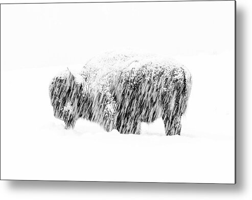 American Bisonbison Bisonnorth Americausaunited States Of Americawyomingyellowstone National Parkanimalbrownmammalnatureungulatewildlifewintersnowmax Waughyellowstone18win Buffalo Wildlife Photographer Of The Year Wpy55 Snow Exposure Metal Print featuring the photograph Bison in Painted Snow by Max Waugh