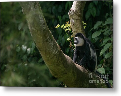 Uganda Metal Print featuring the photograph Black and White Colobus by Brian Kamprath