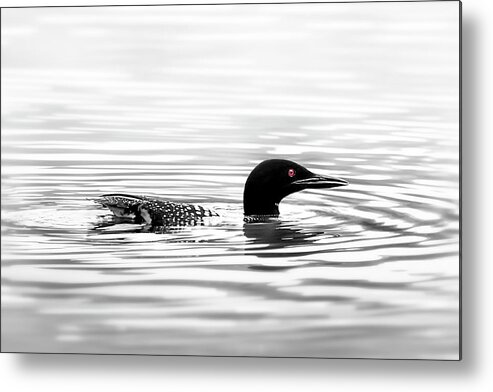 Loon Metal Print featuring the photograph Black And White Loon by Christina Rollo