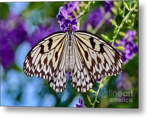 Closeup Metal Print featuring the photograph Black and White Paper Kite Butterfly by Susan Rydberg