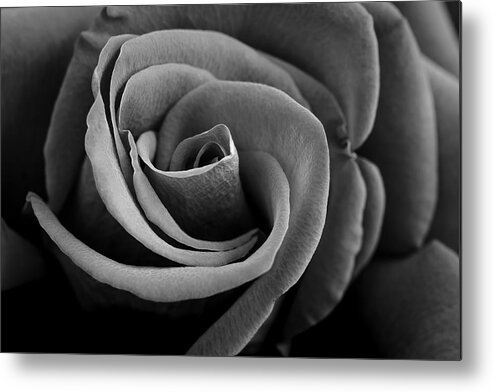 Flower Metal Print featuring the photograph Black And White Rose by Hblee