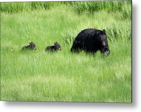 Bear Metal Print featuring the photograph Black Bear and cubs by Patrick Nowotny