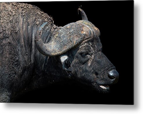 Buffalo Metal Print featuring the photograph Black Death by Peter Kennett