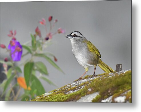 Panama Birds Metal Print featuring the photograph Black-striped Sparrow by Alan Lenk