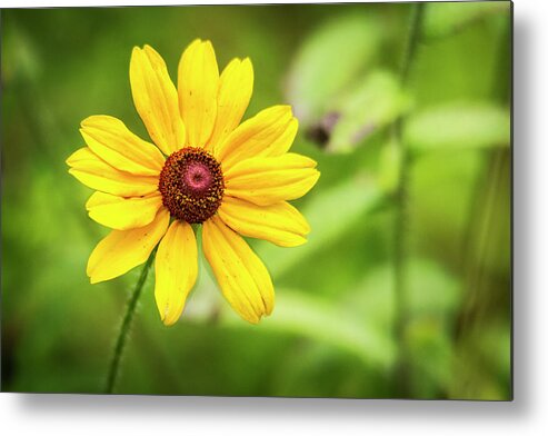 Flower Metal Print featuring the photograph Blackeyed Sue by Bob Decker