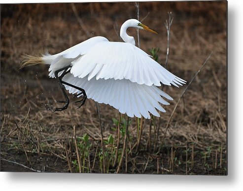 Great Egret Metal Print featuring the photograph Blackwater Wildlife Refuge by The Washington Post