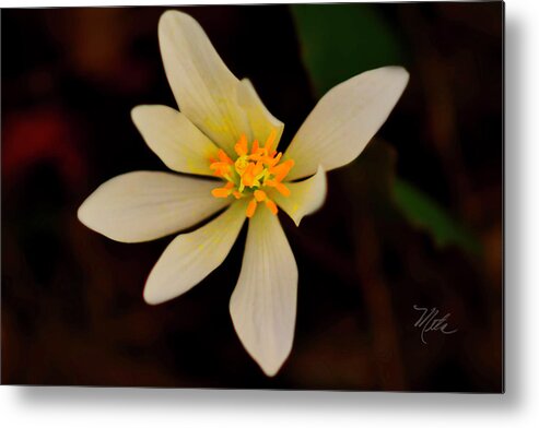 Macro Photography Metal Print featuring the photograph Bloodroot by Meta Gatschenberger