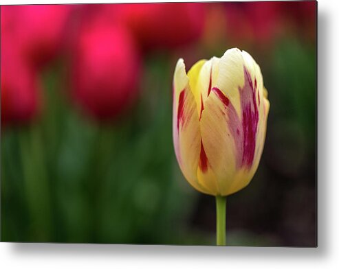 Tulips Metal Print featuring the photograph Blossom by Shelby Erickson