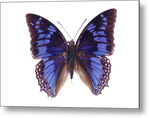 White Background Metal Print featuring the photograph Blue Butterfly by Imv