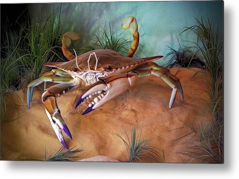 2d Metal Print featuring the photograph Blue Crab by Brian Wallace