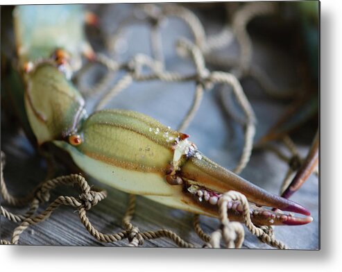 Blue Crab Metal Print featuring the photograph Blue Crab Claw by Lori Rowland