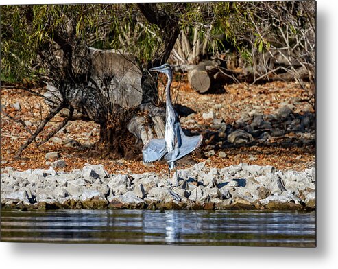 Blue Heron Metal Print featuring the photograph Blue Heron Sunning by David Wagenblatt