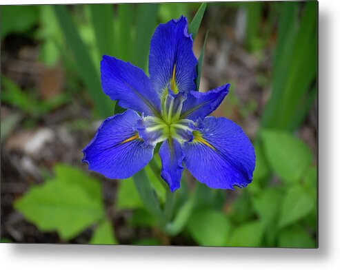 Blue Metal Print featuring the photograph Blue Iris by Patrick Nowotny