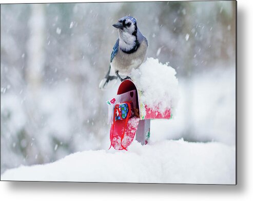 Blue Jay Metal Print featuring the photograph Blue Jay In Snow On Tiny Mailbox by Nancy Rose