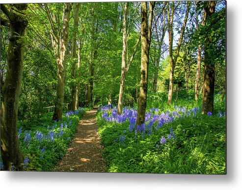 England Metal Print featuring the photograph Bluebell Walk by Roslyn Wilkins