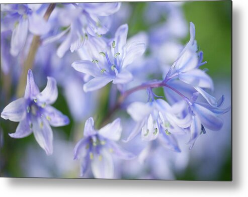 Scenics Metal Print featuring the photograph Bluebells by Nick Dolding