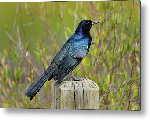 Grackle Metal Print featuring the photograph Boat Tailed Grackle by Jerry Griffin
