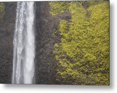 Bold Latourell Metal Print featuring the photograph Bold Latourell by Dylan Punke