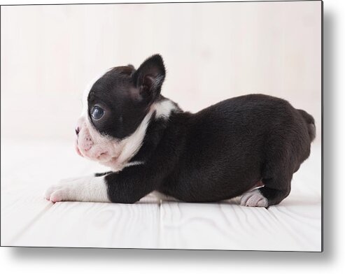 Pets Metal Print featuring the photograph Boston Terrier Lying Down by Mixa