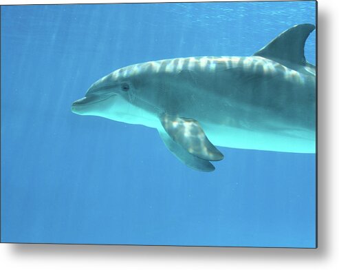 Underwater Metal Print featuring the photograph Bottlenose Dolphin by Anzeletti