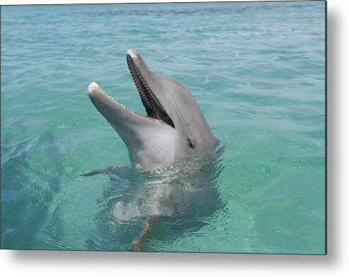 Clear Sky Metal Print featuring the photograph Bottlenose Dolphin by Martin Ruegner