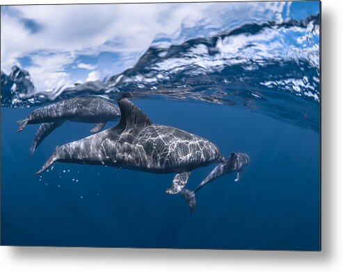 Aduncus Metal Print featuring the photograph Bottlenose Dolphin Of The Mayotte Lagoon by Barathieu Gabriel