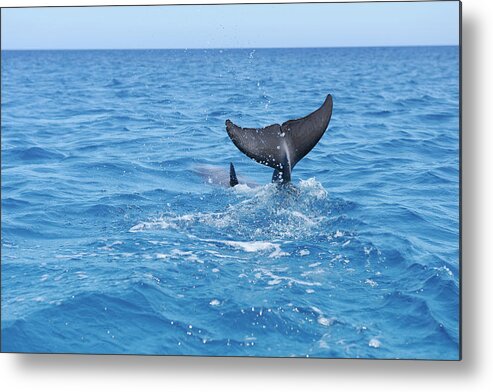 Scenics Metal Print featuring the photograph Bottlenose Dophin Tail Fin by Martin Ruegner