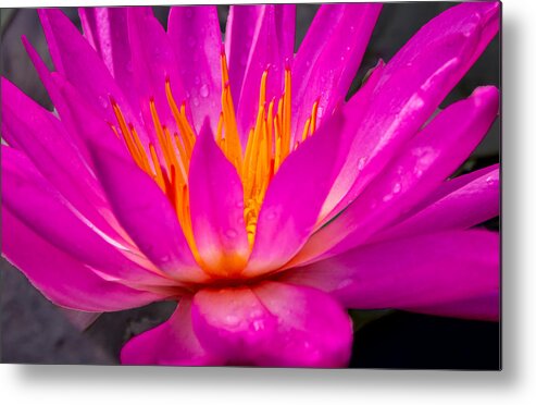 Pink Metal Print featuring the photograph Bright Pink Water Lily in the Sun at Sara P Duke Garden by L Bosco