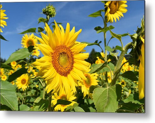 Sunflower Metal Print featuring the photograph Bright Sunflower by Rose Guinther