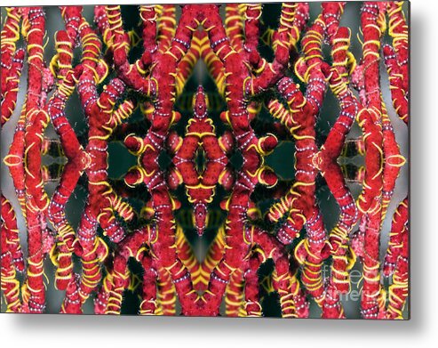 Nobody Metal Print featuring the photograph Brittlestars On Gorgonian by Georgette Douwma/science Photo Library