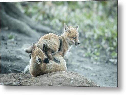 Red Fox Metal Print featuring the photograph Brotherhood by Larry Deng