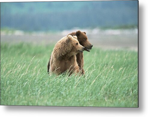Brown Bear Metal Print featuring the photograph Brown Grizzly Bears Ursus Arctos by Eastcott Momatiuk