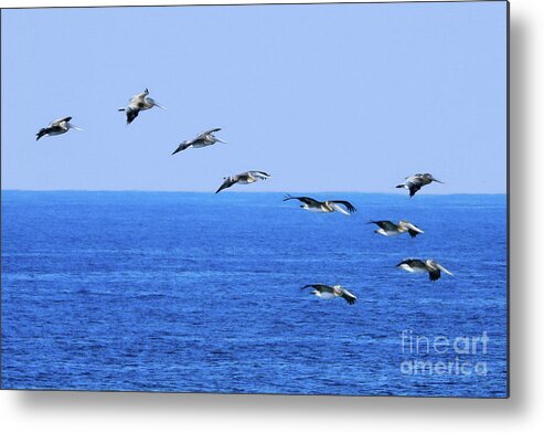 Pelicans Metal Print featuring the photograph Brown Pelicans in Flight by Scott Cameron