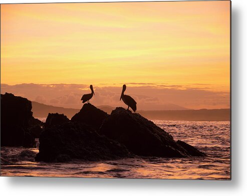 Animal Metal Print featuring the photograph Brown Pelicans On Rocky Shore by Tui De Roy