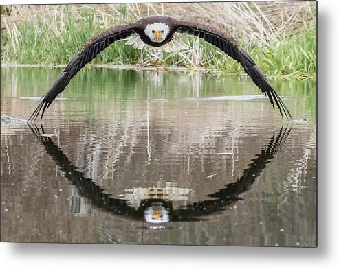 Eagle Metal Print featuring the photograph Bruce the Bald Eagle by Steve Biro