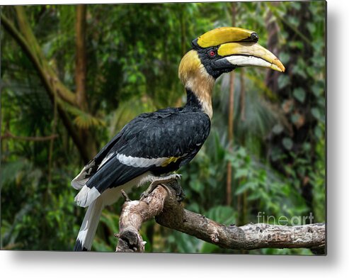 Great Hornbill Metal Print featuring the photograph Buceros bicornis by Arterra Picture Library